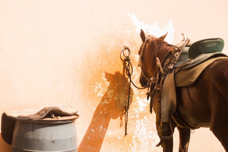 caballo monturas
